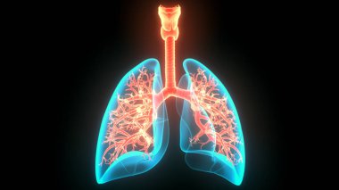 İnsan Solunum Sistemi Anatomiyi Akciğerledi