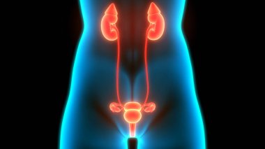 İdrar yolu anatomisi olan kadın idrar sistemi böbrekleri. Üç Boyut