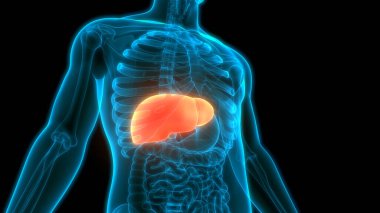 İnsan Vücut Organları Anatomisi (Karaciğer). 3d