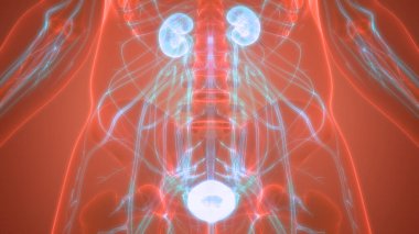 İnsan Vücut Organlarının 3D İllüstrasyonu (Böbrekler)