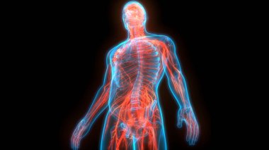 İnsan Sinir Sistemi Beyin Anatomisi Merkezi Organı. Üç Boyut