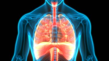İnsan Solunum Sistemi Akciğerleri Anatomisi. Üç Boyut