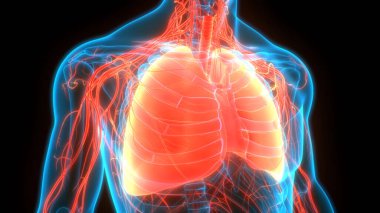 İnsan Solunum Sistemi Anatomiyi Akciğerledi