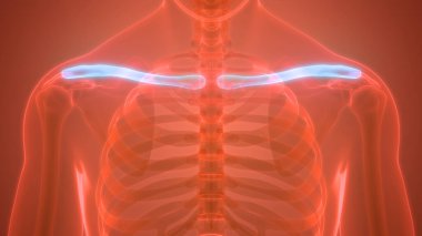 İnsan iskelet sistemi köprücük kemiği eklemi anatomisi. Üç Boyut