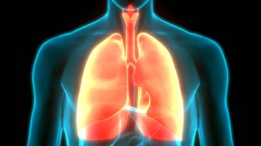 İnsan Solunum Sistemi Anatomiyi Akciğerledi