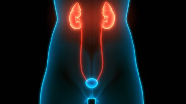 İnsan Vücut Organlarının 3D İllüstrasyonu (Böbrekler)