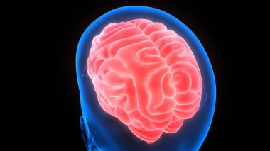 İnsan Sinir Sistemi Beyin Anatomisi Merkezi Organı. Üç Boyut