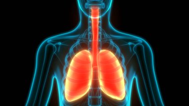 İnsan Solunum Sistemi Anatomiyi Akciğerledi