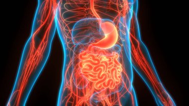 İnce bağırsak anatomisi olan insan sindirim sistemi midesi. Üç Boyut