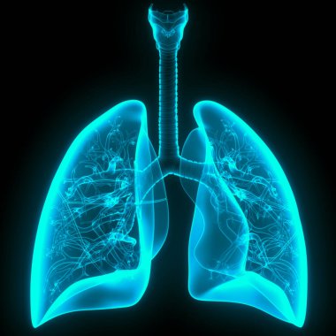 İnsan Solunum Sistemi Anatomiyi Akciğerledi