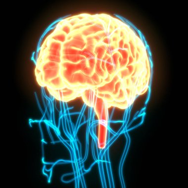 İnsan Sinir Sistemi Beyin Anatomisi Merkezi Organı. Üç Boyut