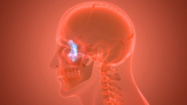 İnsan iskeleti kafatası parça parça elmacık kemiği anatomisi. 3d
