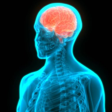 İnsan Sinir Sistemi Beyin Anatomisi Merkezi Organı. Üç Boyut