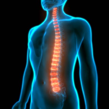 İnsan İskelet Sistemi Anatomisi Omurga Diskleri