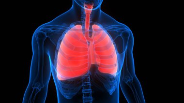 İnsan Solunum Sistemi Anatomiyi Akciğerledi