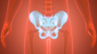 İnsan iskelet sistemi kalça anatomisi. 3D - Görüntü