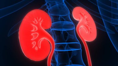 İnsan Vücut Organlarının 3D İllüstrasyonu (Böbrekler)