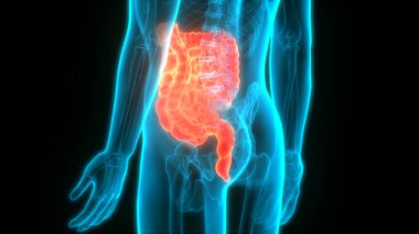 İnsan Sindirim Sistemi Geniş ve İnce Bağırsak Anatomisi. Üç Boyut