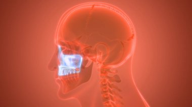 İnsan iskeleti kafatası Maxilla kemik anatomisini parçalar. 3d