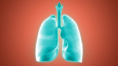 İnsan Solunum Sistemi Anatomiyi Akciğerledi