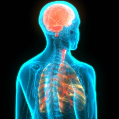 İnsan Sinir Sistemi Beyin Anatomisi Merkezi Organı. Üç Boyut