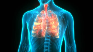 İnsan Solunum Sistemi Anatomiyi Akciğerledi