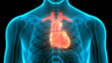 İnsan Kalbi Anatomisi çizimi. 3d