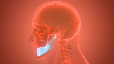 İnsan İskelet Sistemi Kafatası Kemiği Çene Kemiği Anatomisi. Üç Boyut
