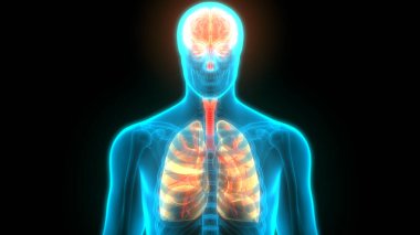 İnsan Sinir Sistemi Beyin Anatomisi Merkezi Organı. Üç Boyut