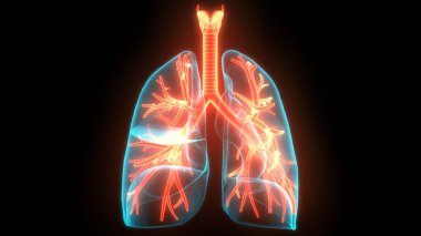 İnsan Solunum Sistemi Anatomiyi Akciğerledi