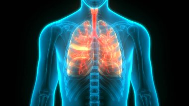 İnsan Solunum Sistemi Anatomiyi Akciğerledi