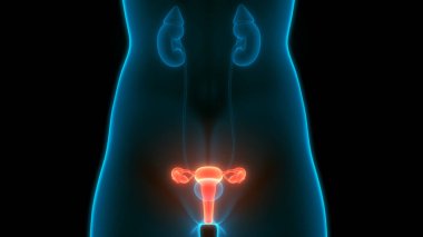 Kadın Üreme Sistemi Anatomisi. Üç Boyut