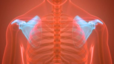 İnsan İskelet Sistemi Scapula Kemik Eklemleri Anatomisi. Üç Boyut