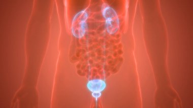 İnsan Vücut Organlarının 3D İllüstrasyonu (Böbrekler)