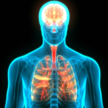 İnsan Sinir Sistemi Beyin Anatomisi Merkezi Organı. Üç Boyut