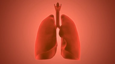 İnsan Solunum Sistemi Anatomiyi Akciğerledi