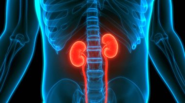 İnsan Vücut Organlarının 3D İllüstrasyonu (Böbrekler)