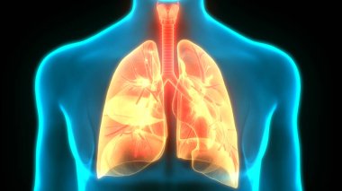 İnsan Solunum Sistemi Anatomiyi Akciğerledi