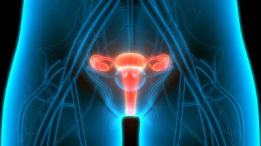 Kadın Üreme Sistemi Anatomisi. Üç Boyut