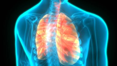 İnsan Solunum Sistemi Anatomiyi Akciğerledi