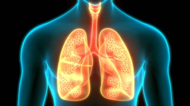 İnsan Solunum Sistemi Anatomiyi Akciğerledi