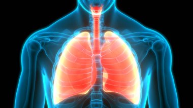 İnsan Solunum Sistemi Anatomiyi Akciğerledi