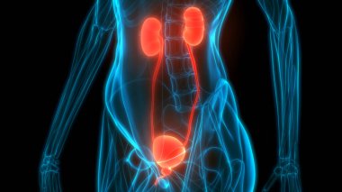 İdrar torbası anatomisi olan insan böbrekleri. Üç Boyut