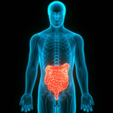 İnsan Sindirim Sistemi Geniş ve İnce Bağırsak Anatomisi. Üç Boyut