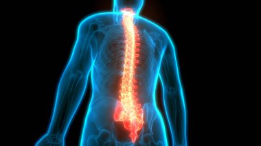 İnsan İskelet Sistemi Anatomisi Omurga Diskleri