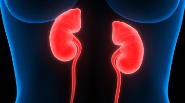 İnsan Vücut Organlarının 3D İllüstrasyonu (Böbrekler)