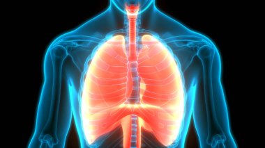 İnsan Solunum Sistemi Anatomiyi Akciğerledi