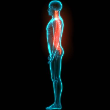 İnsan İskelet Sistemi Anatomisi Omurga Diskleri