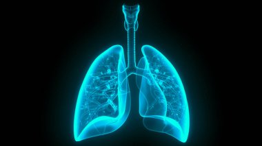 İnsan Solunum Sistemi Anatomiyi Akciğerledi
