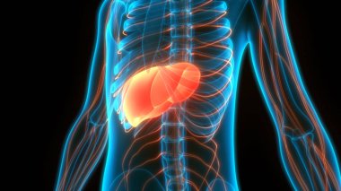 İnsan Vücut Organları Anatomisi (Karaciğer). 3d